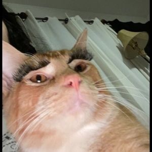 Meet your Posher, Alexa